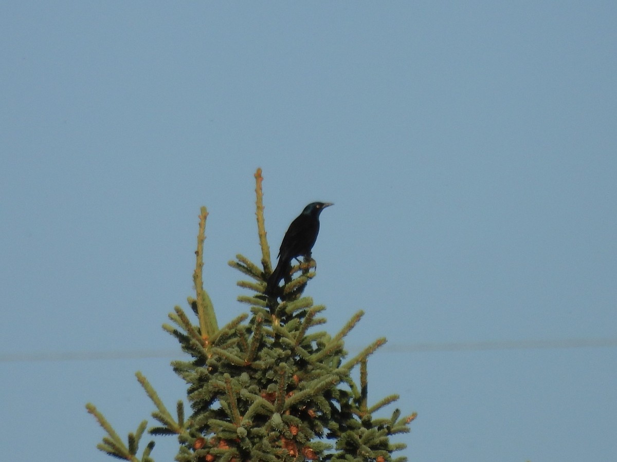 Common Grackle - Lara Fitzpatrick