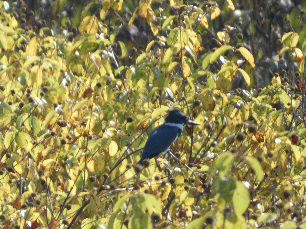 Belted Kingfisher - ML623923690