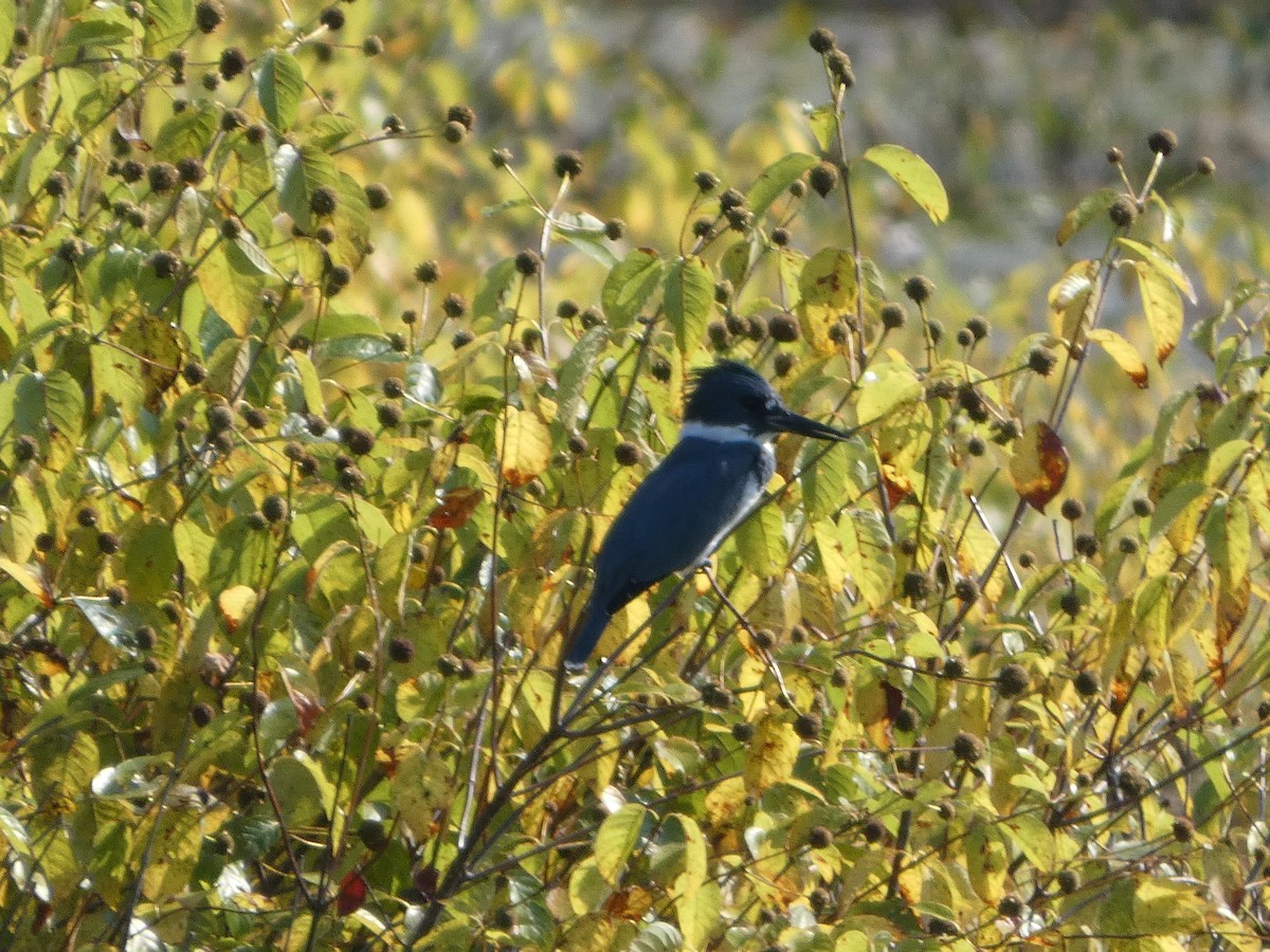 Belted Kingfisher - Johanne Lafrance