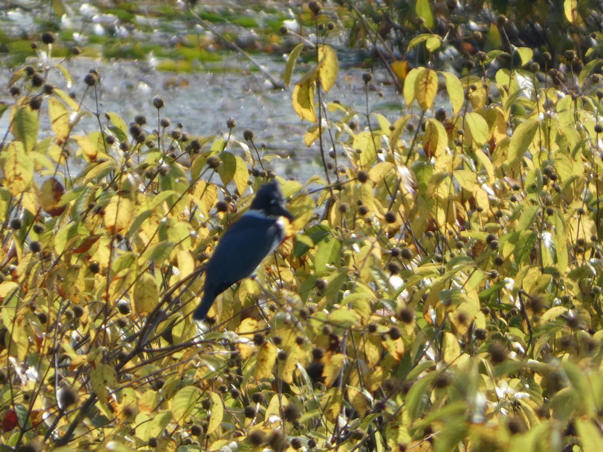 Belted Kingfisher - ML623923702