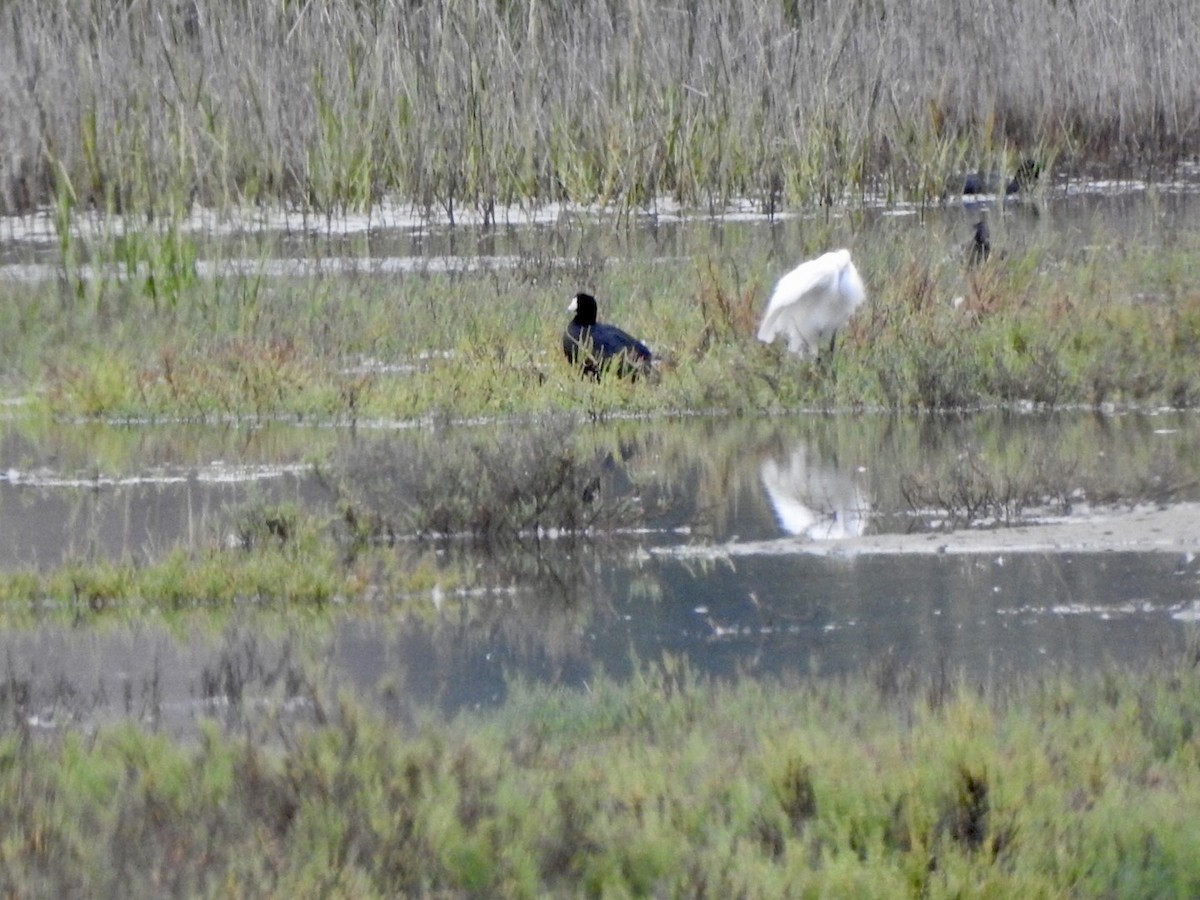 American Coot - ML623923704