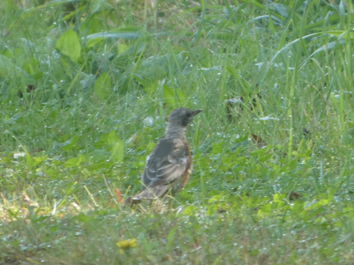 American Robin - ML623923720