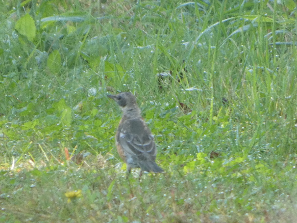 American Robin - Johanne Lafrance