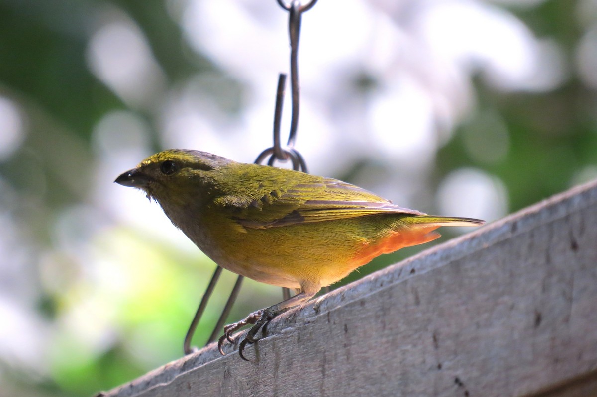 Chestnut-bellied Euphonia - ML623923722