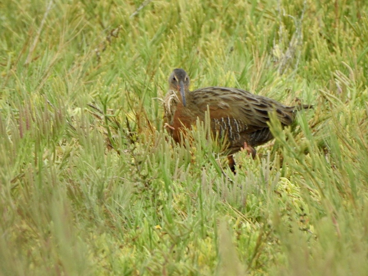 Ridgway's Rail - ML623923730