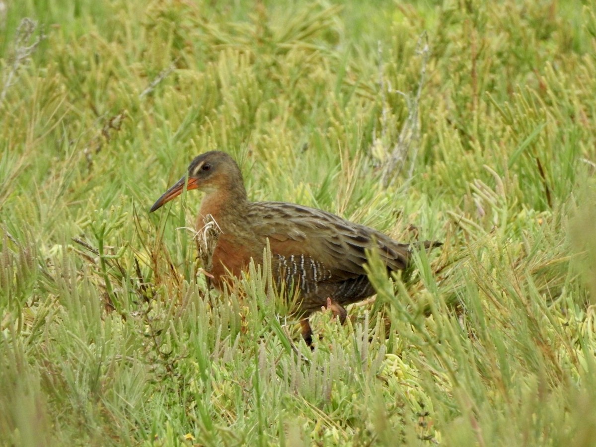 Ridgway's Rail - ML623923731