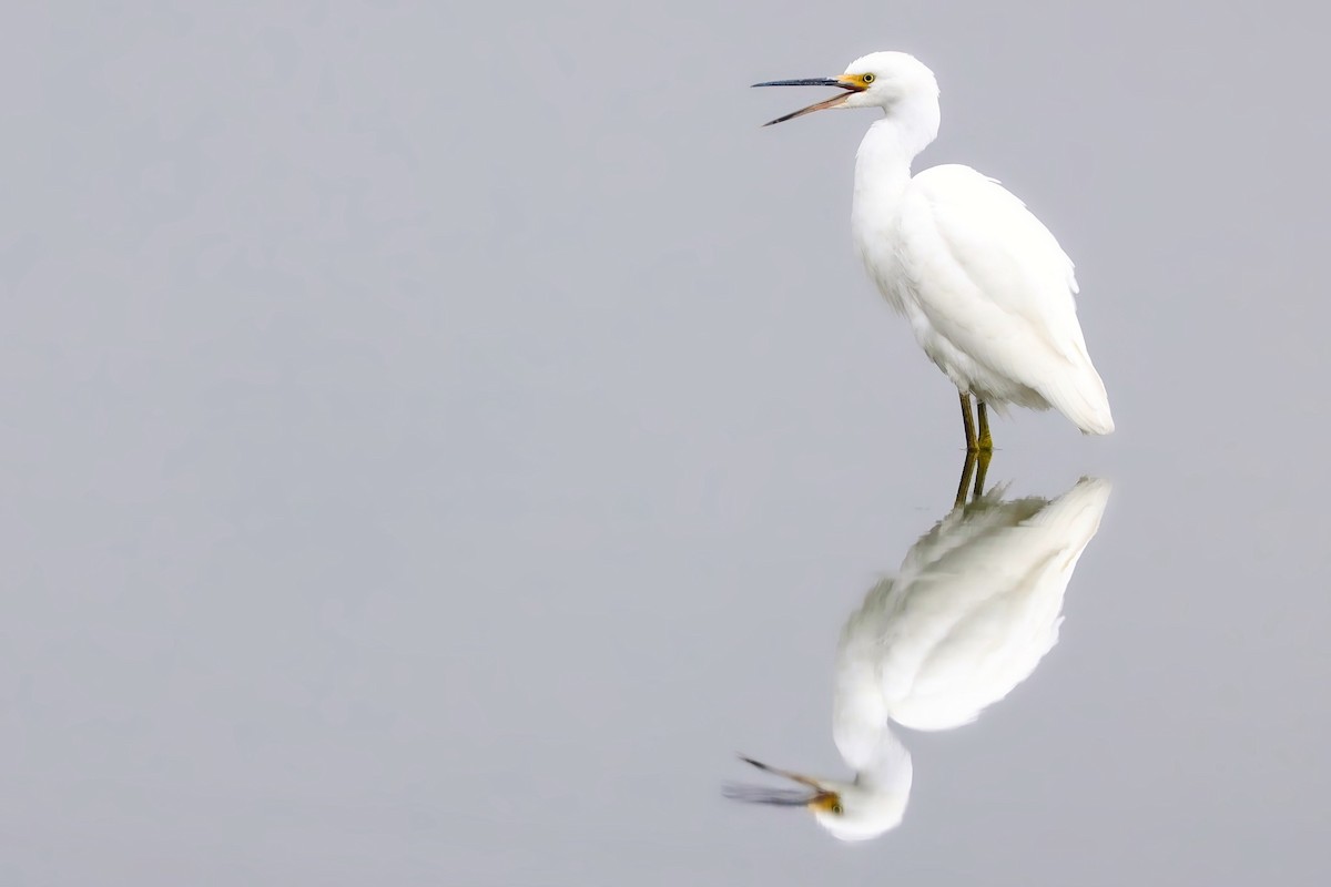 Snowy Egret - ML623923735