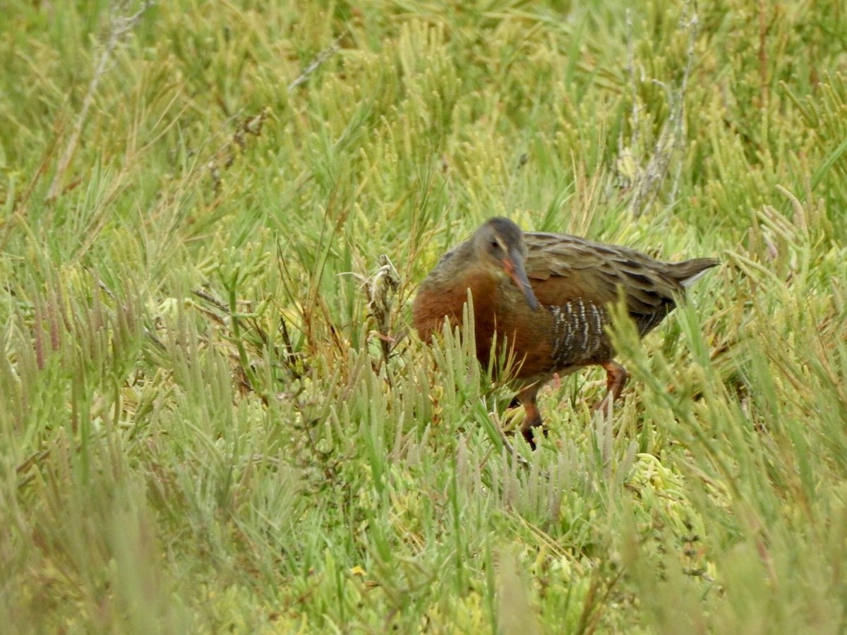 Ridgway's Rail - ML623923739