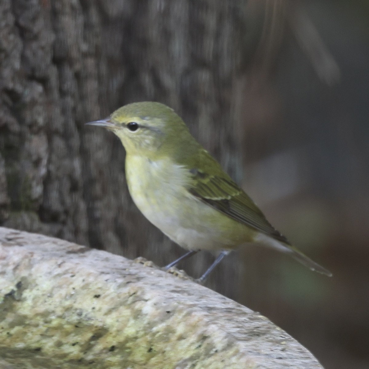 Tennessee Warbler - Glenn and Ellen Peterson