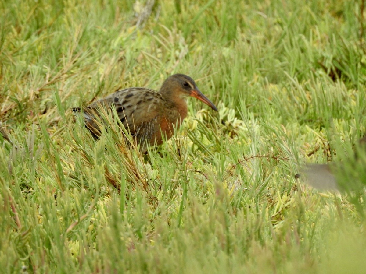 Ridgway's Rail - Anita Hooker