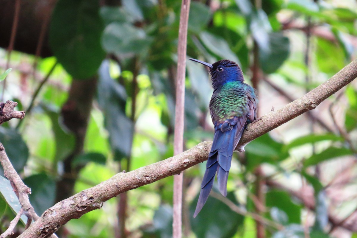 Colibrí Golondrina - ML623923748