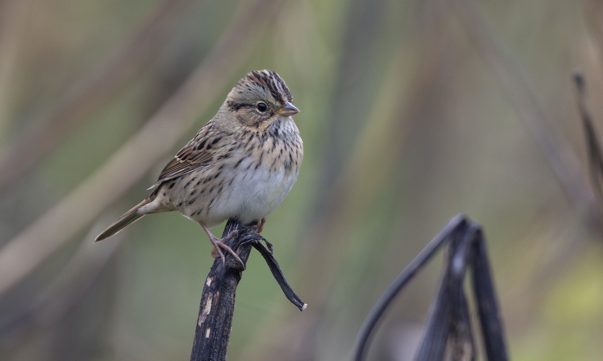 Lincoln's Sparrow - ML623923759