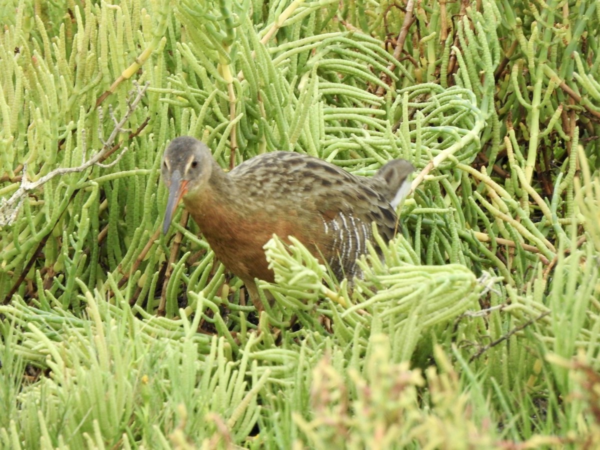 Ridgway's Rail - ML623923762