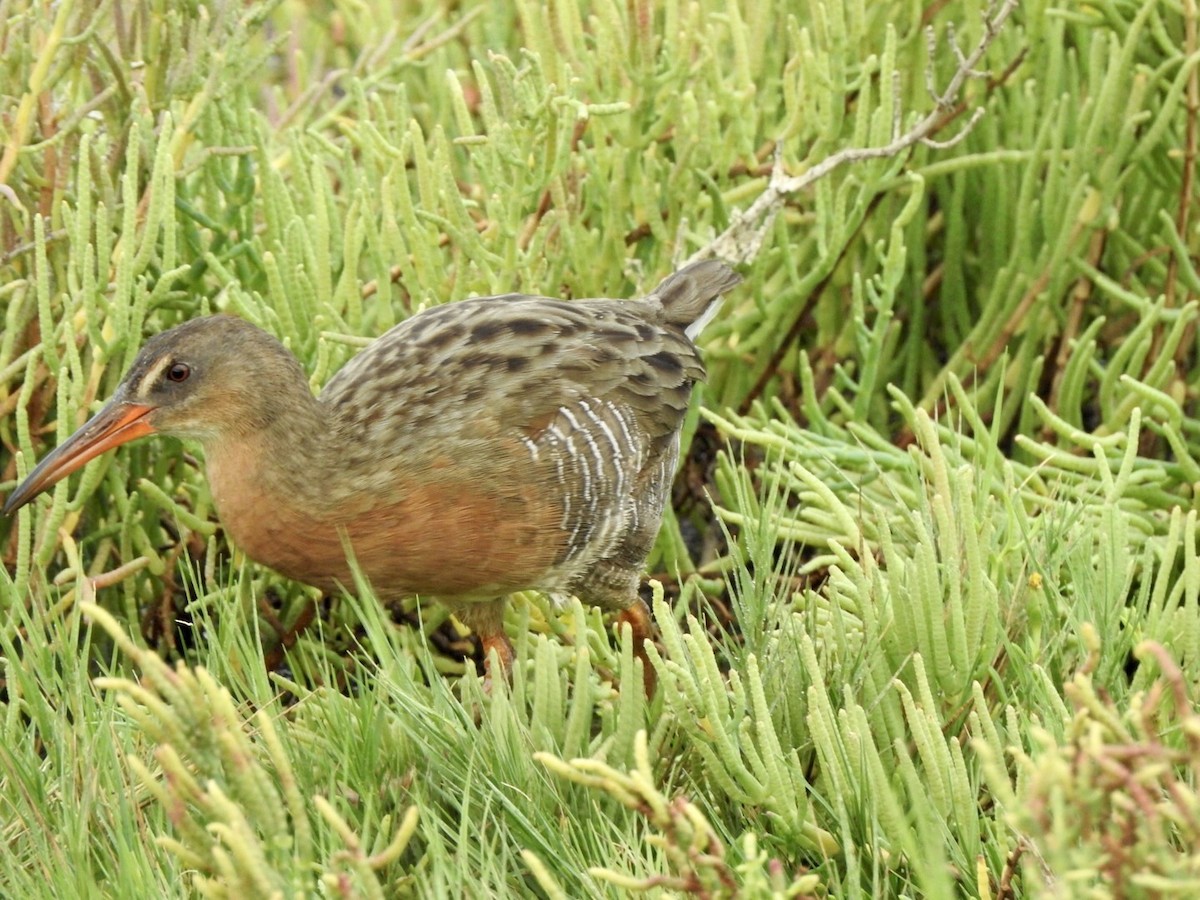 Ridgway's Rail - ML623923767