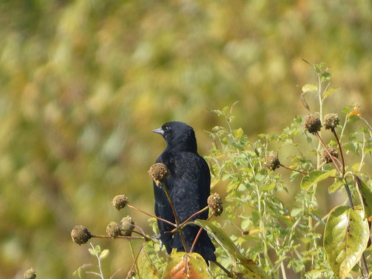 Red-winged Blackbird - ML623923768