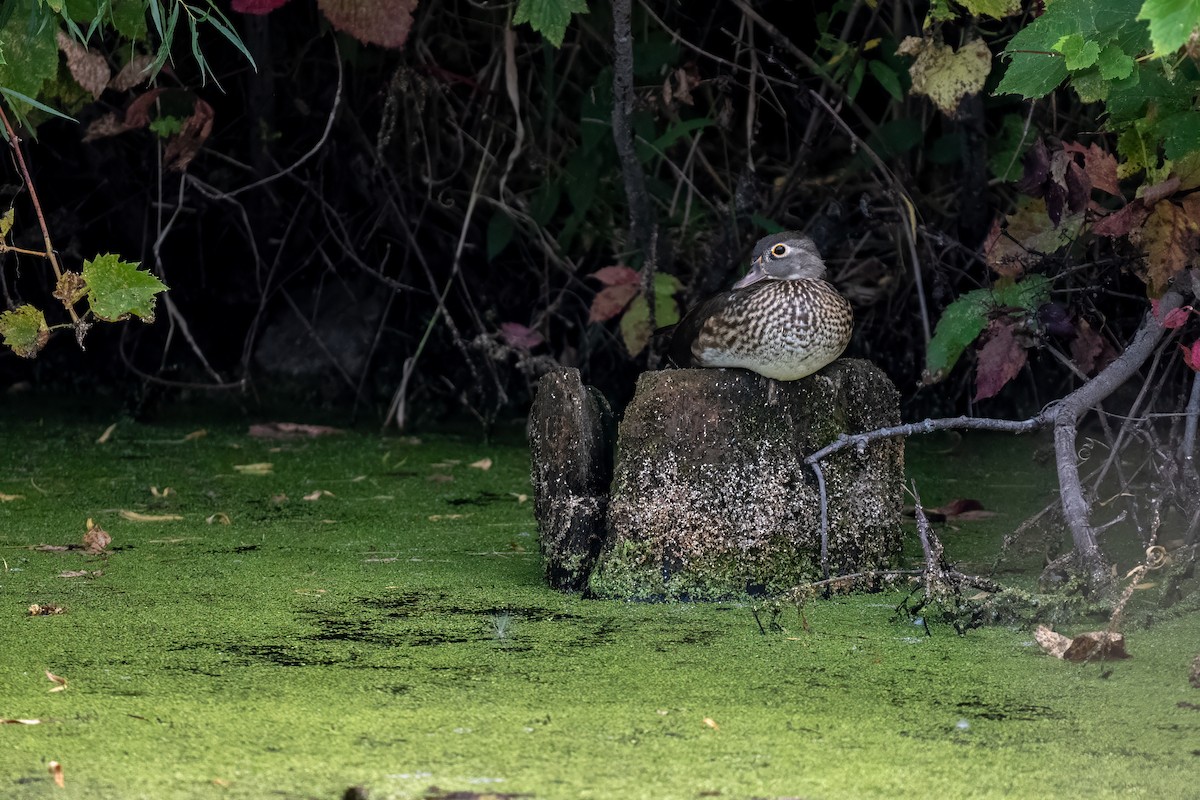 Wood Duck - ML623923779