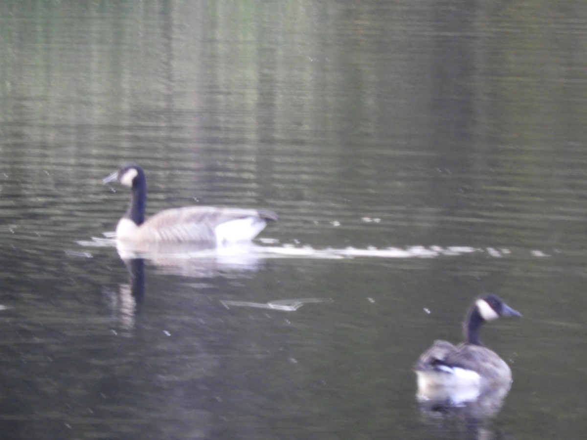 Canada Goose - Kathleen Spicer