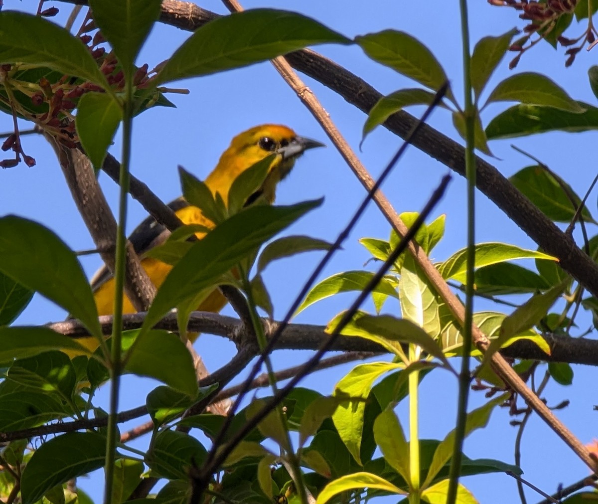 Spot-breasted Oriole - ML623923790