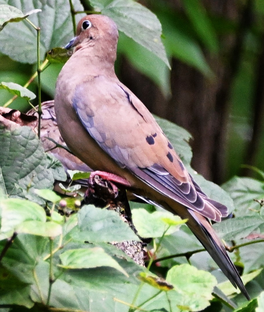 Mourning Dove - ML623923791