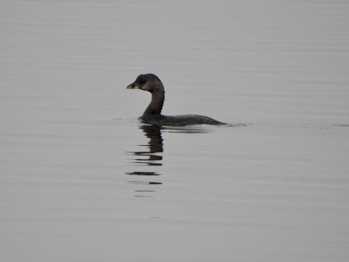 Pied-billed Grebe - ML623923798