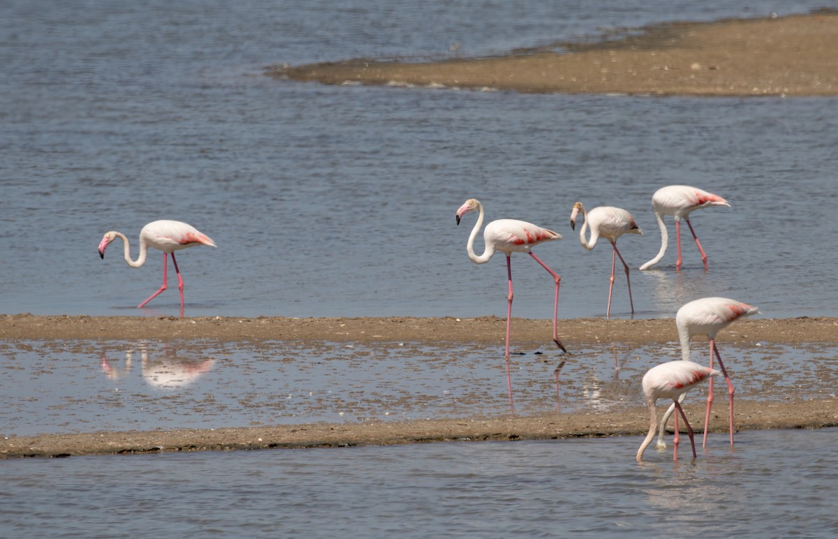 Greater Flamingo - ML623923799