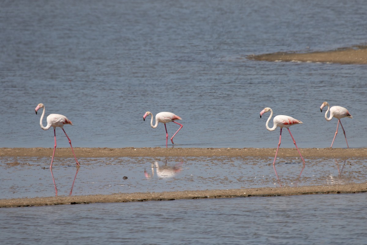 Greater Flamingo - ML623923800