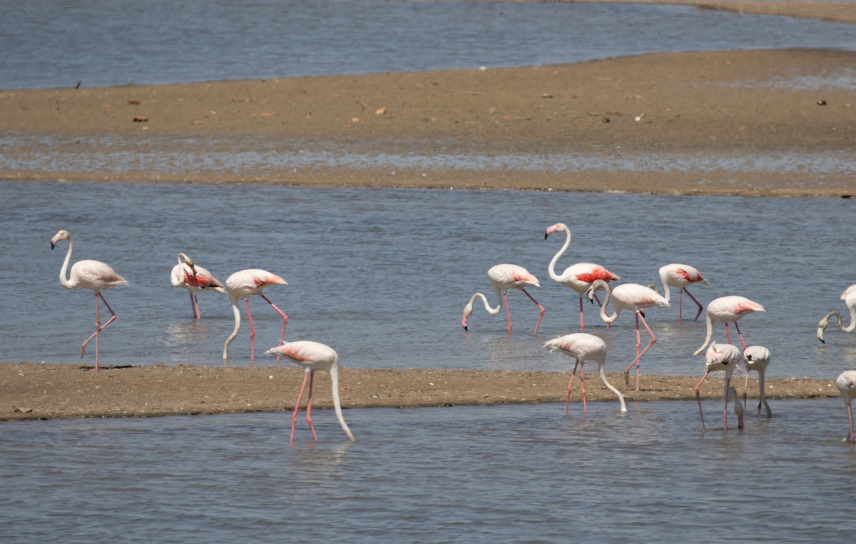 Greater Flamingo - ML623923801