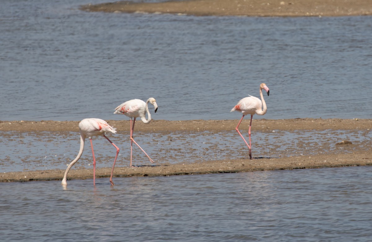 Greater Flamingo - Jonathan Farooqi