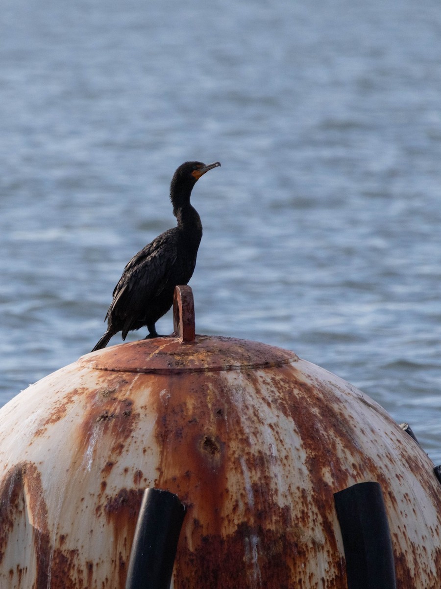 Double-crested Cormorant - ML623923808