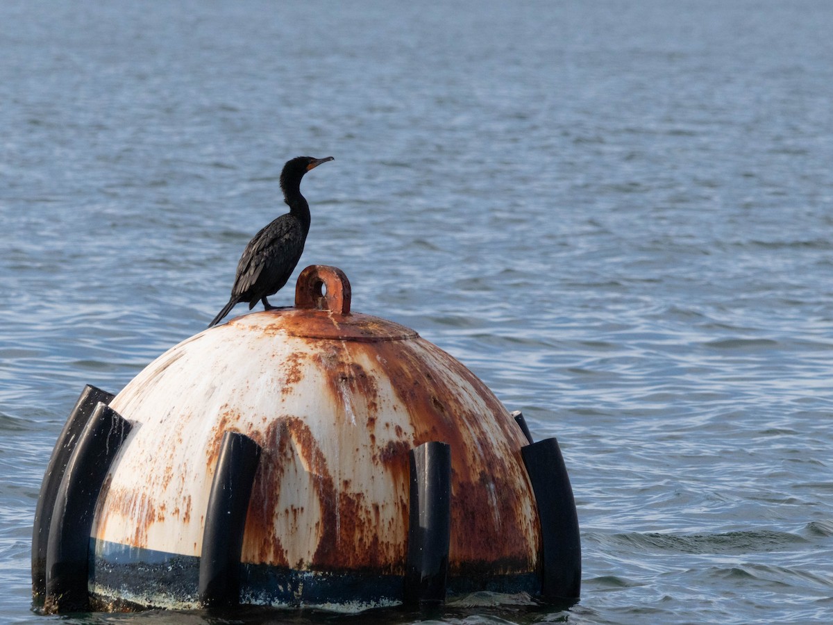 Double-crested Cormorant - ML623923809