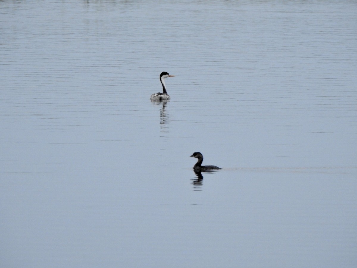 Pied-billed Grebe - ML623923817