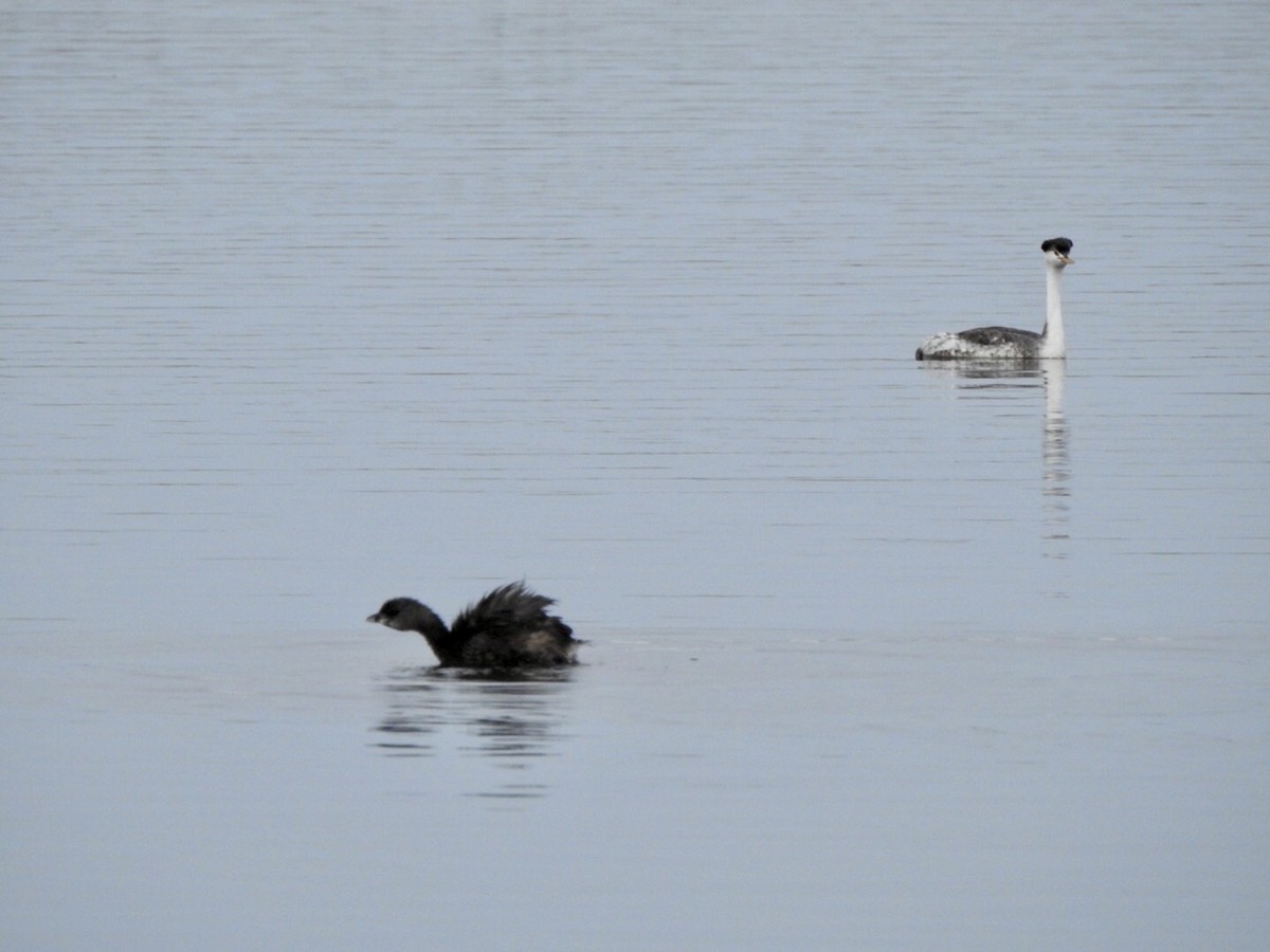 Pied-billed Grebe - ML623923820