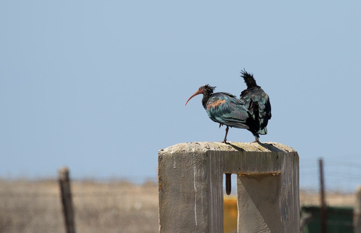 Northern Bald Ibis - ML623923821