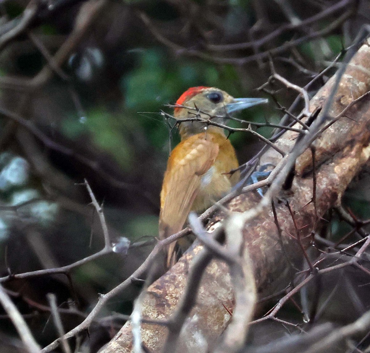 Smoky-brown Woodpecker - ML623923822