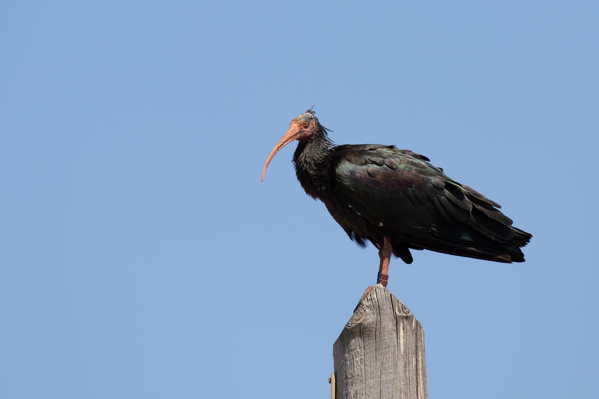 Northern Bald Ibis - ML623923823