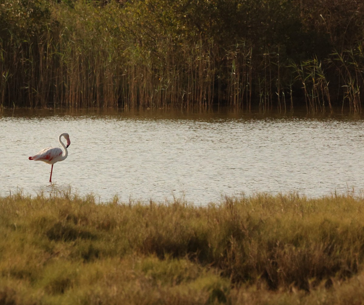 Greater Flamingo - ML623923825