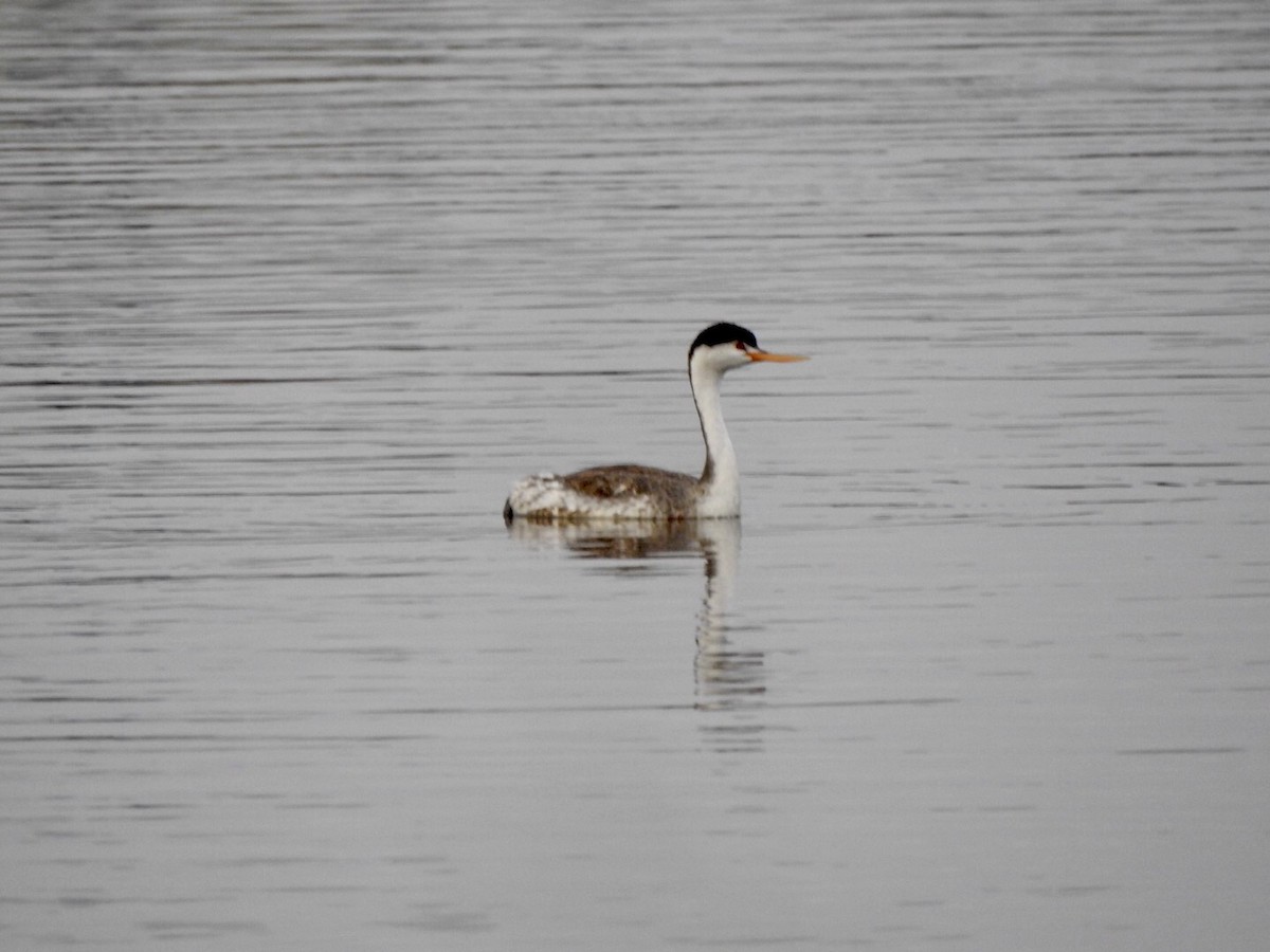 Clark's Grebe - Anita Hooker