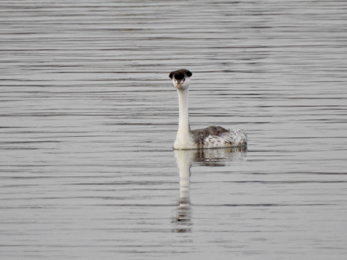 Clark's Grebe - ML623923871