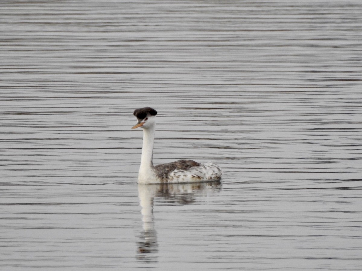 Clark's Grebe - ML623923874