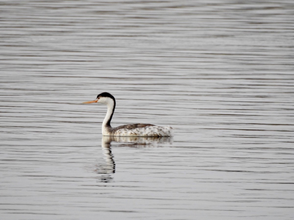 Clark's Grebe - ML623923885