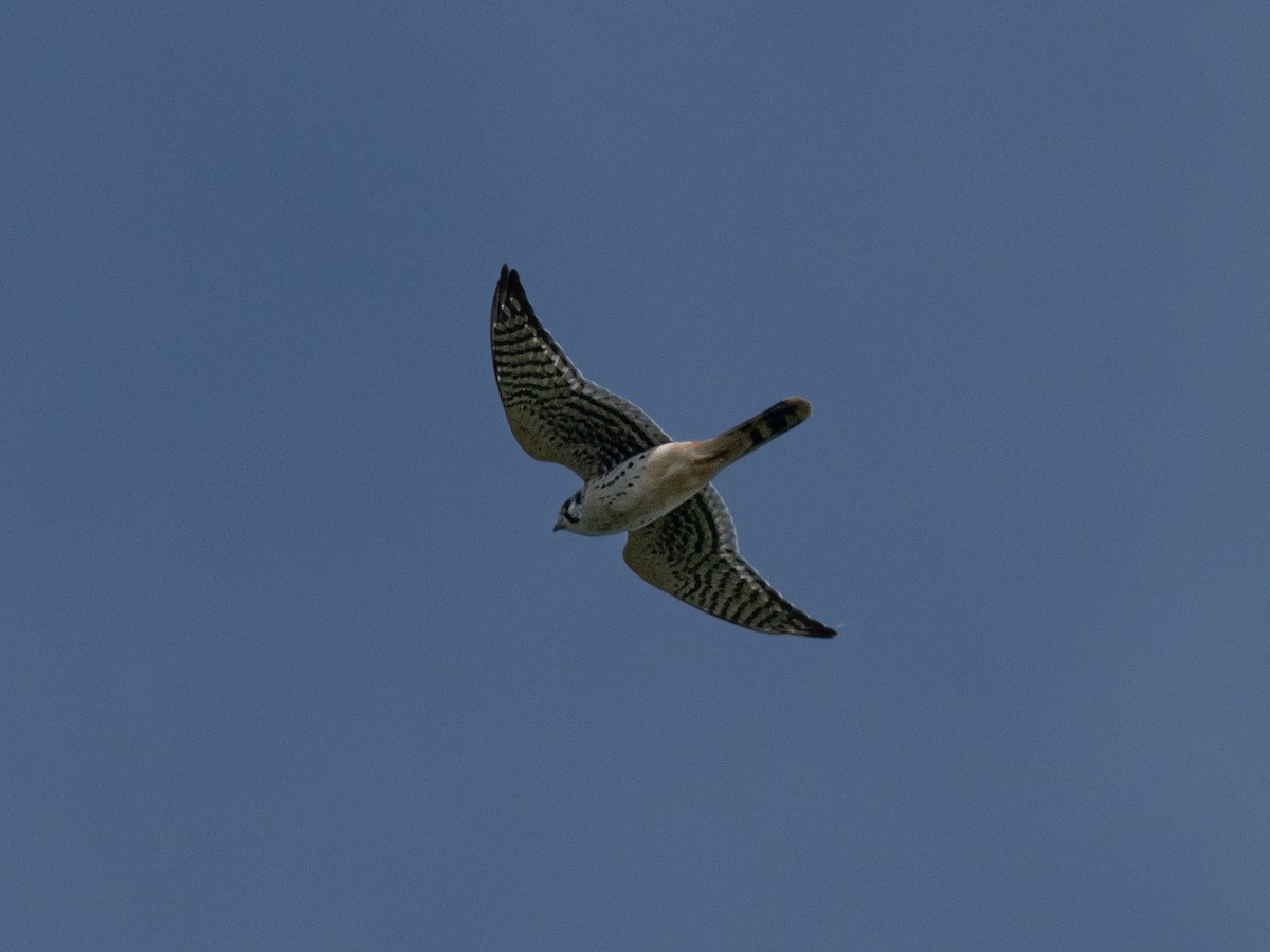 American Kestrel - ML623923886