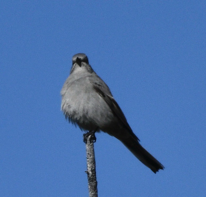 Townsend's Solitaire - ML623923915