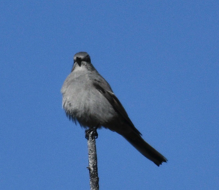 Townsend's Solitaire - ML623923916