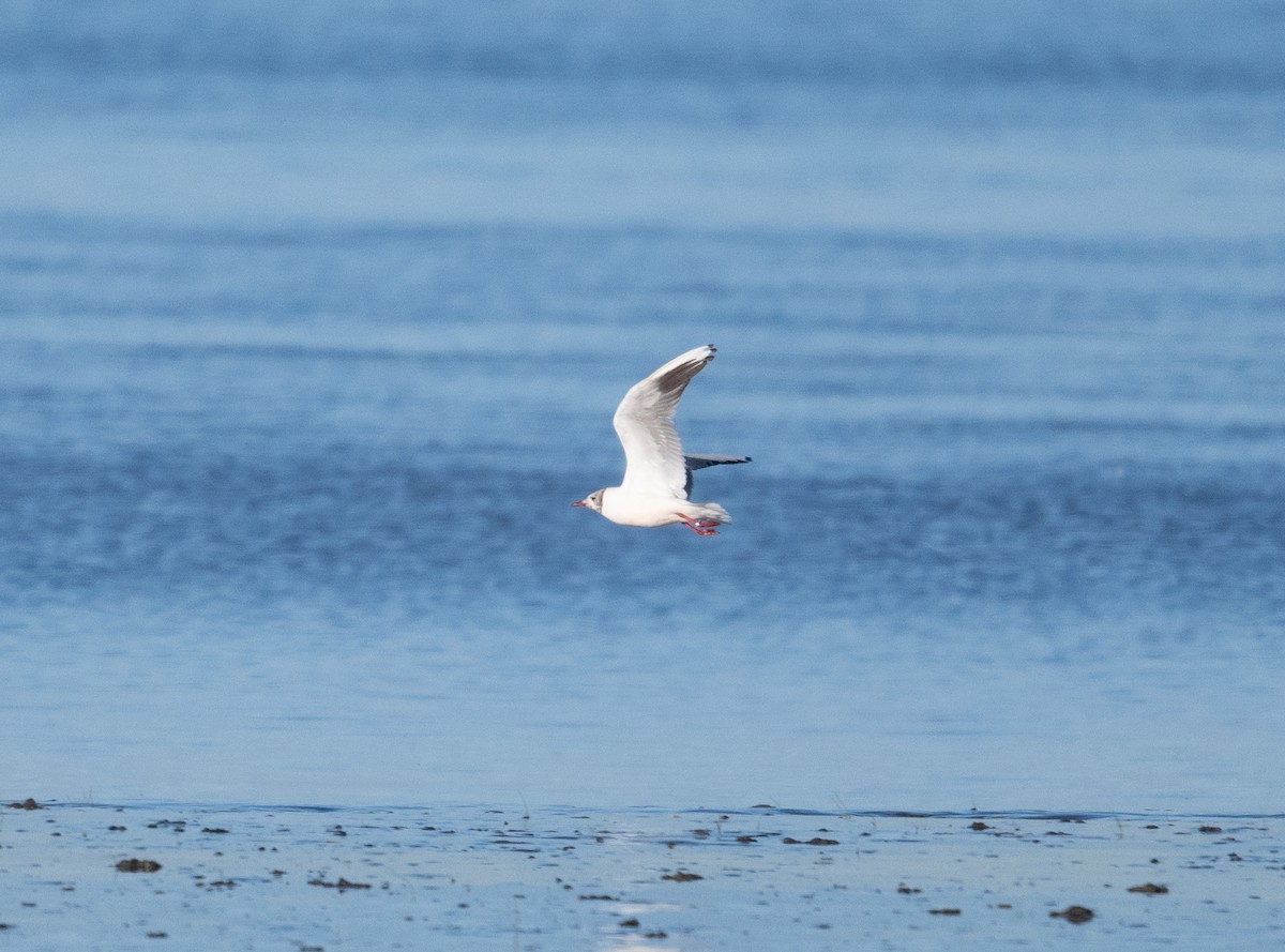 Black-headed Gull - Buzz Scher