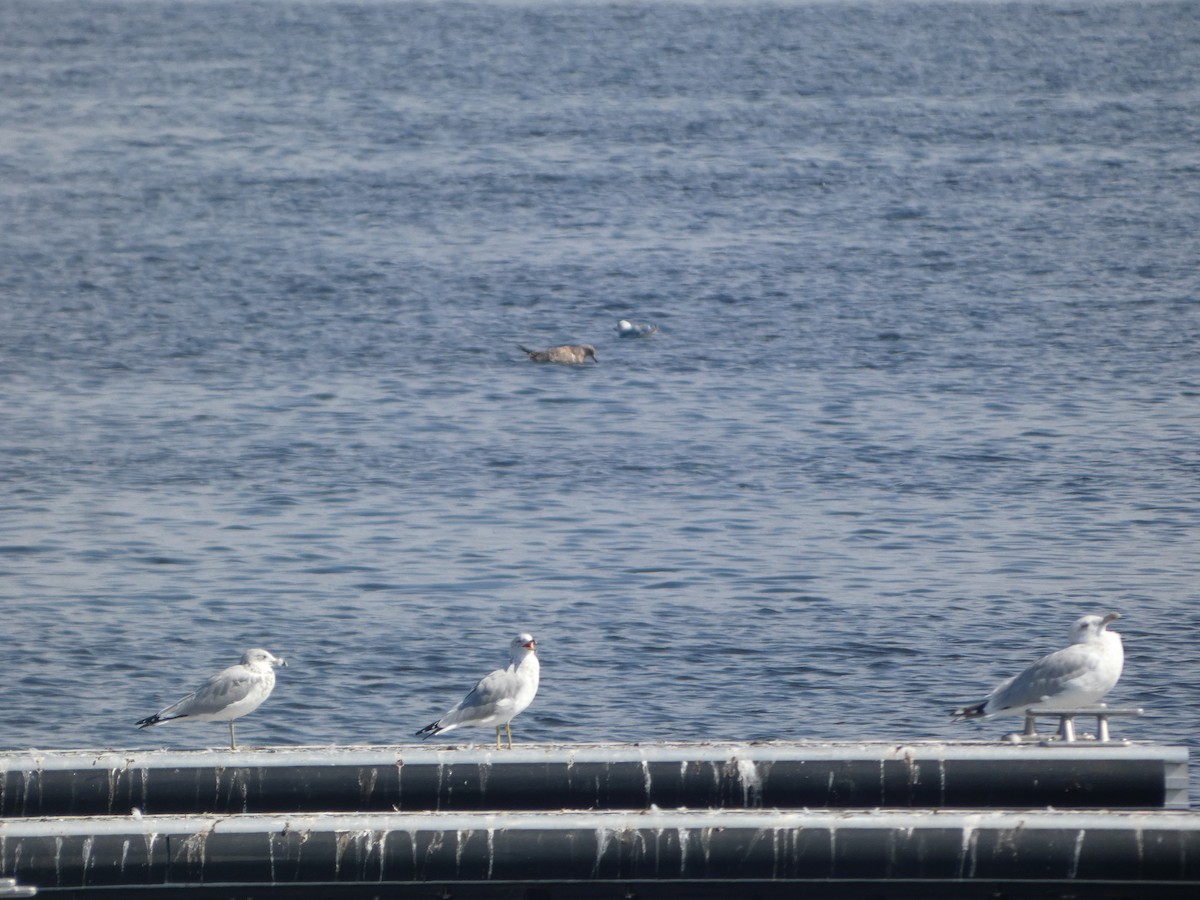 Ring-billed Gull - ML623923928