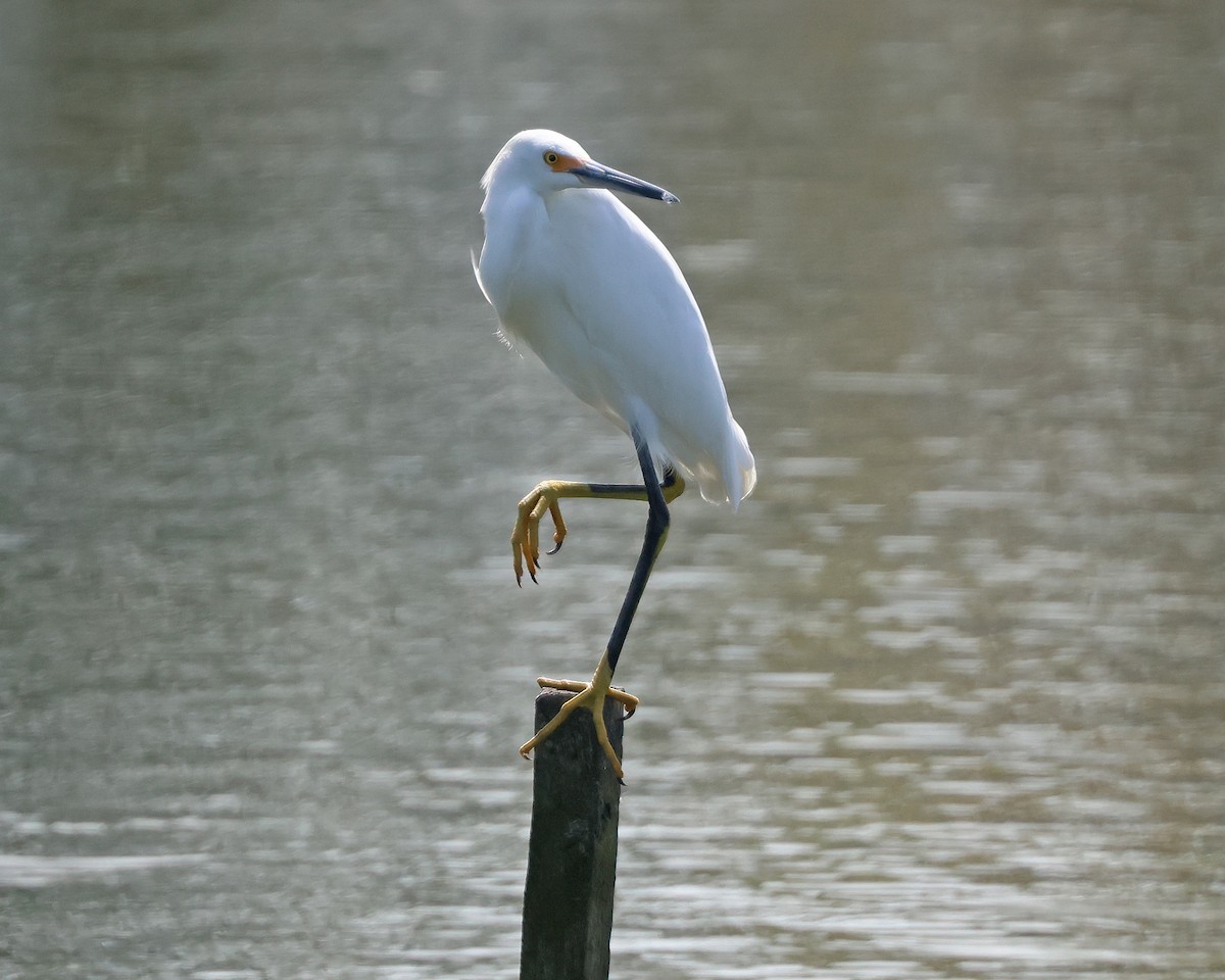 Snowy Egret - ML623923949