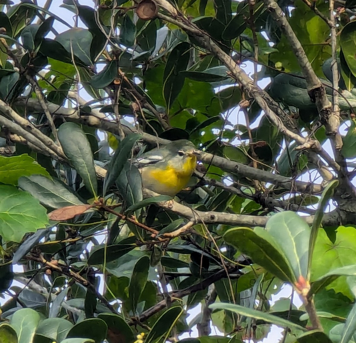 Northern Parula - ML623923951