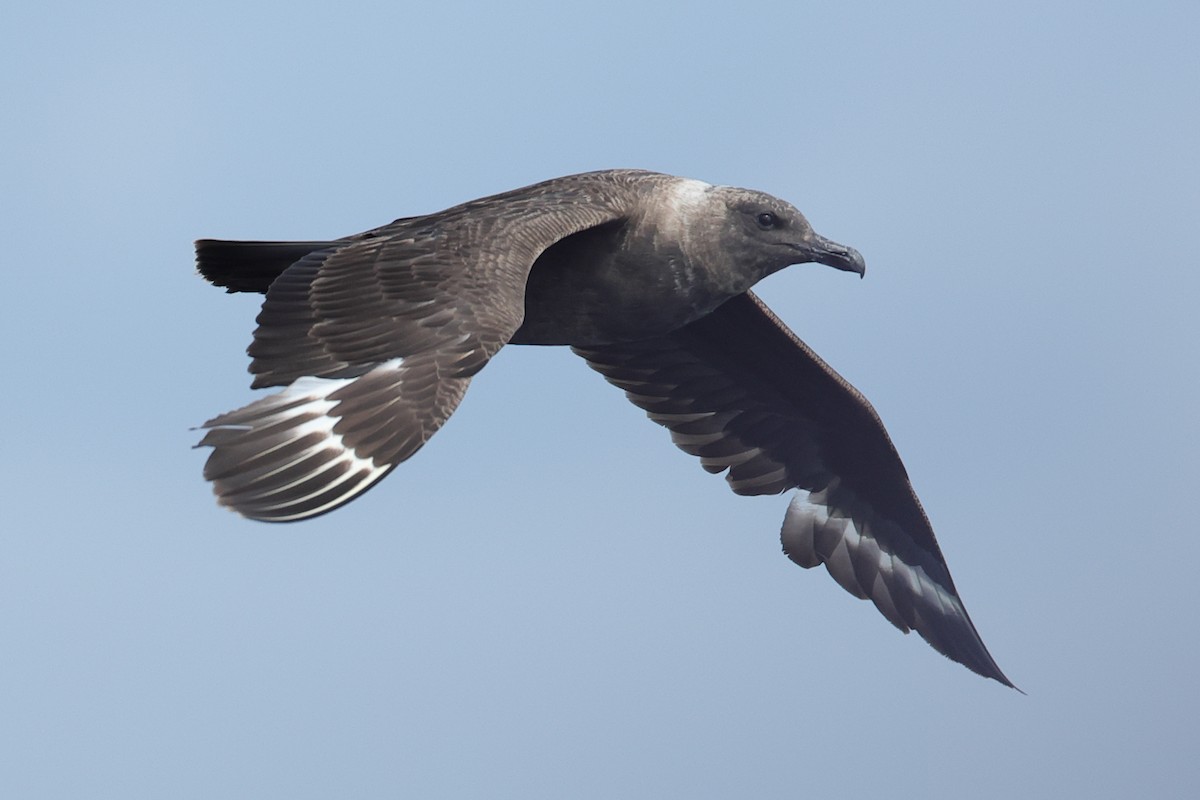 South Polar Skua - ML623923959
