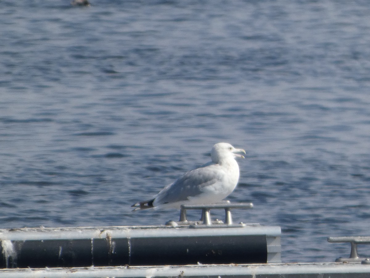 Herring Gull (American) - ML623923966