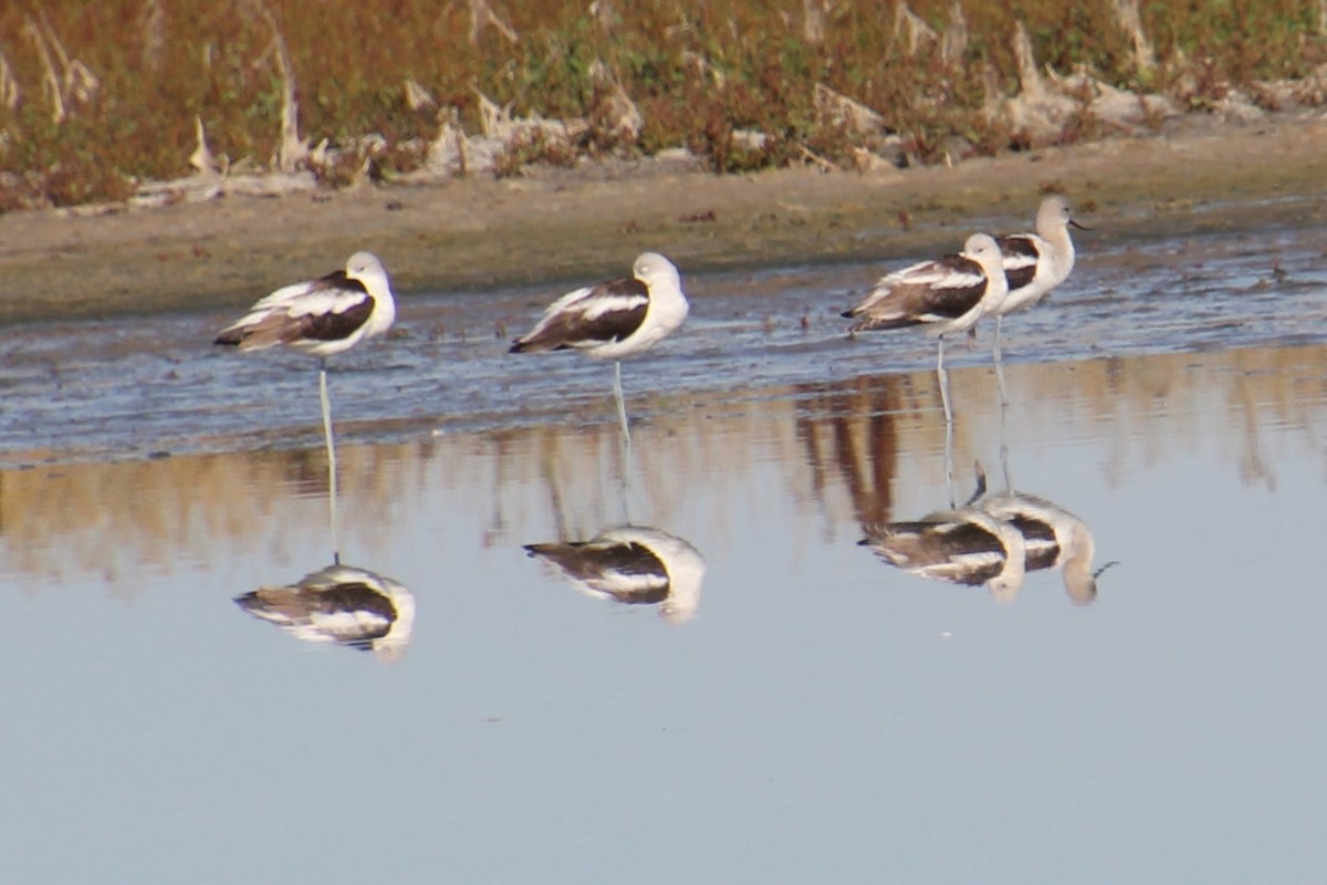 American Avocet - ML623923977